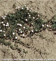 Copyright 2004 The Regents of the University of California