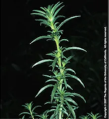 Copyright 2007 The Regents of the University of California