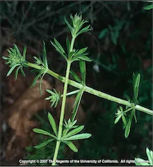 Copyright 2007 The Regents of the University of California