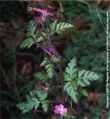 Copyright 2007 The Regents of the University of California