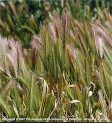 Copyright 2007 The Regents of the University of California.