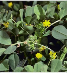 Copyright 2004 The Regents of the University of California