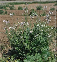 Copyright 2007 The Regents of the University of California.