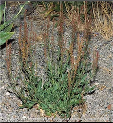 Copyright 2007 The Regents of the University of California