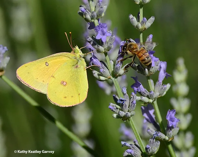 Hey, bee, I was here first! (Photo by Kathy Keatley Garvey)