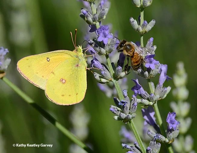 Hey, butterfly! I was here second. (Photo by Kathy Keatley Garvey)