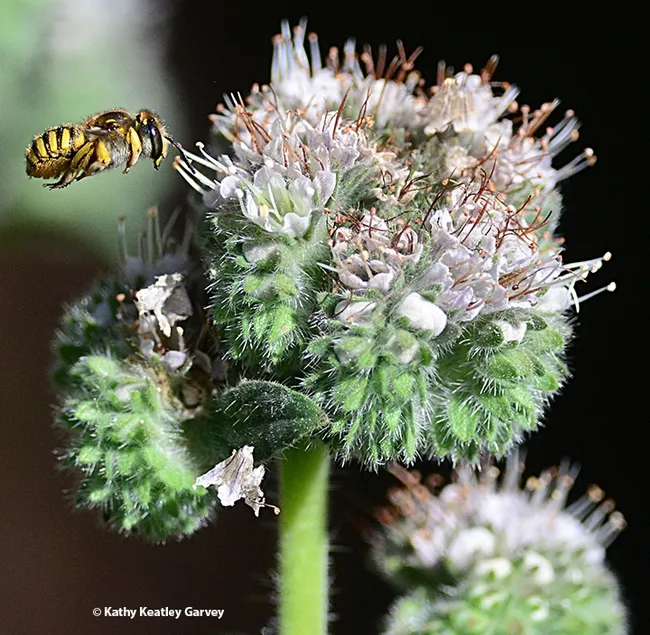 A European wool carder bee in flight. (Photo by Kathy Keatley Garvey)