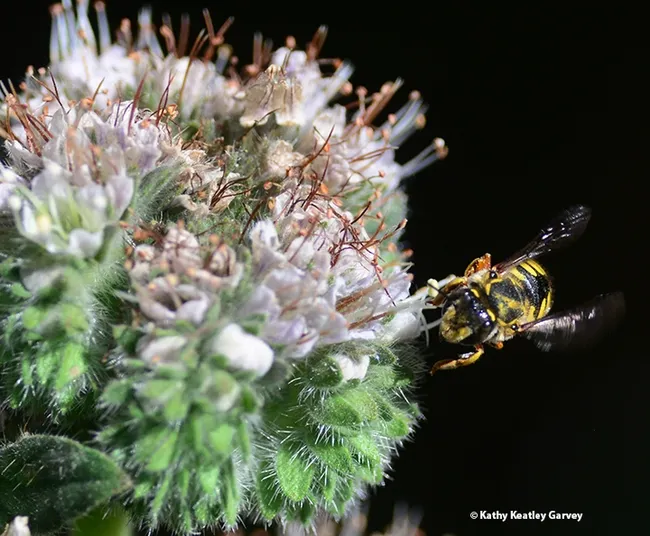 European wool carder bees are difficult to photograph when they're zipping around. (Photo by Kathy Keatley Garvey)