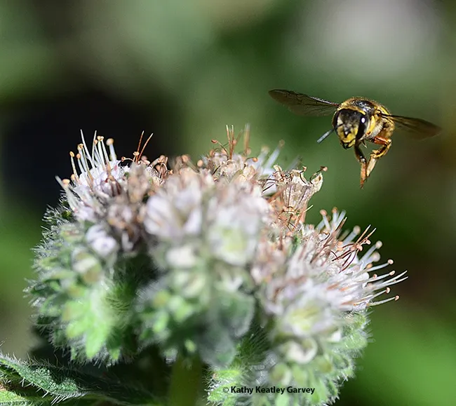 Make way! This European wool carder lets everyone know who's boss. (Photo by Kathy Keatley Garvey)