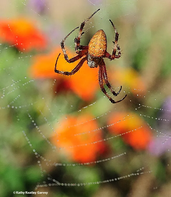 A red femured spotted orbweaver, Neoscona domiciliorum, awaits prey in a patch of Mexican sunflowers, Tithonia rotundifola. (Photo by Kathy Keatley Garvey)