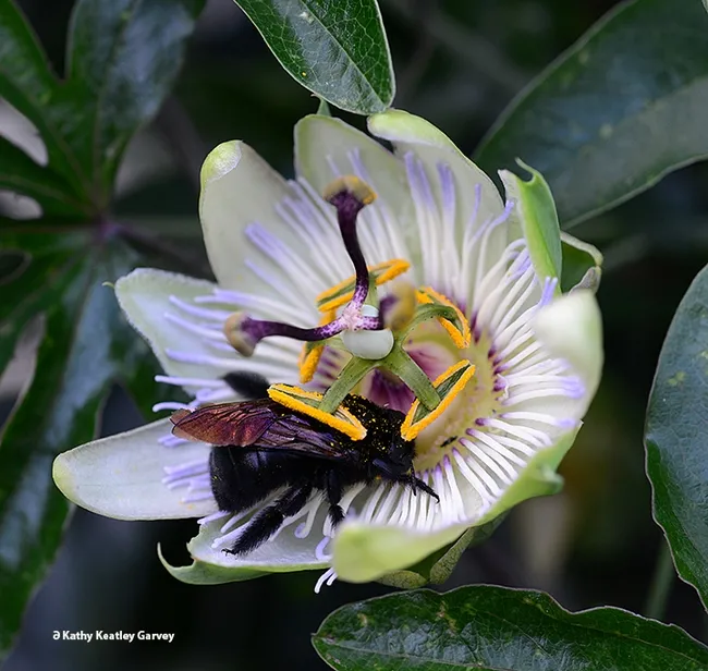 The female Valley carpenter bee, Xylocopa sonorina, begins to stir on a passionflower vine. (Photo by Kathy Keatley Garvey)