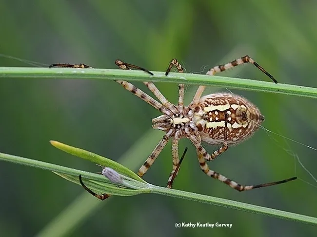 A banded garden spider straddles lavender stems. (Photo by Kathy Keatley Garvey)