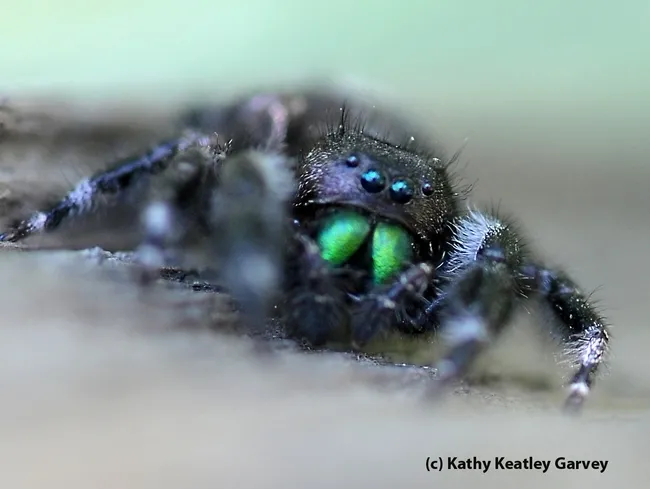 A jumping spider peers at the photographer. (Photo by Kathy Keatley Garvey)