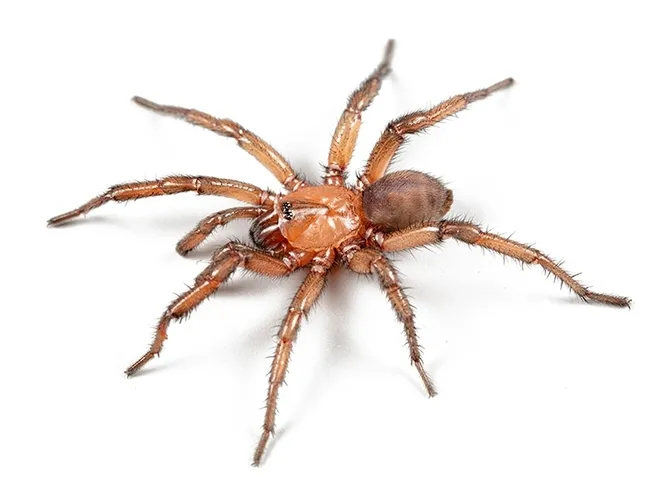 This is a male trapdoor spider in the genus Promyrmekiaphila. Youths are invited to name the species.
