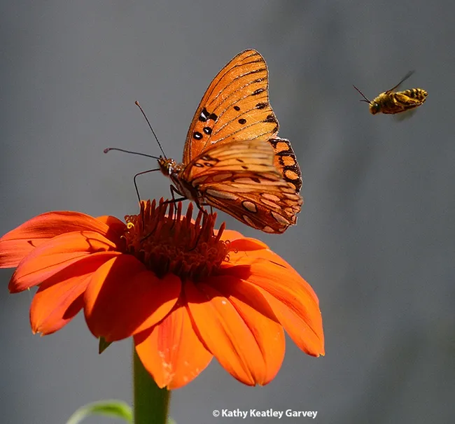 A male long-horned bee, a Melissodes agilis, targets a Gulf Fritillary on a Mexican sunflower. (Photo by Kathy Keatley Garvey)