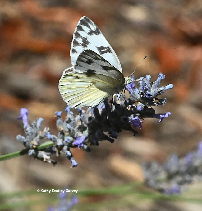 A female Checkered White butterfly, Pontia protodice nectaring on lavender. (Photo by Kathy Keatley Garvey)