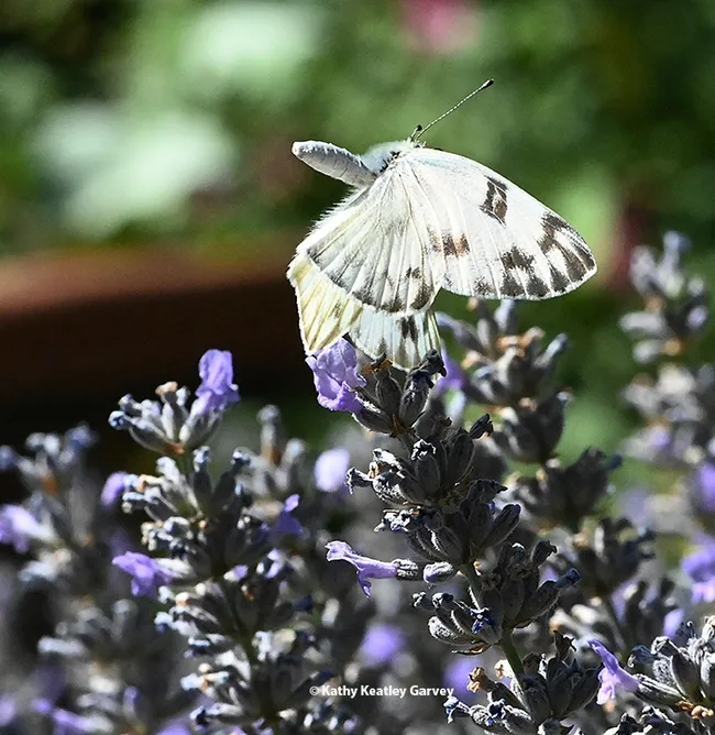 The female Checkered White showing a rejection behavior although no males are around. "The 'tail in the air' is a sexual rejection posture," says UC Davis distinguished professor Art Shapiro.(Photo by Kathy Keatley Garvey)