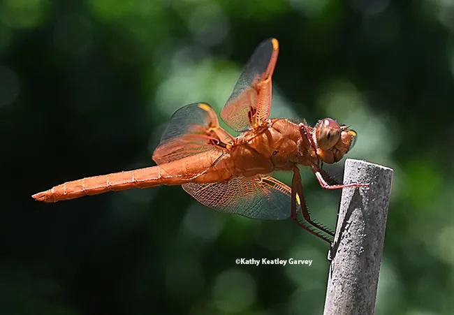 A red flameskimmer or firecracker skimmer (Libellula saturata) perches on a tomato stake in a Vacaville pollinator garden. (Photo by Kathy Keatley Garvey)