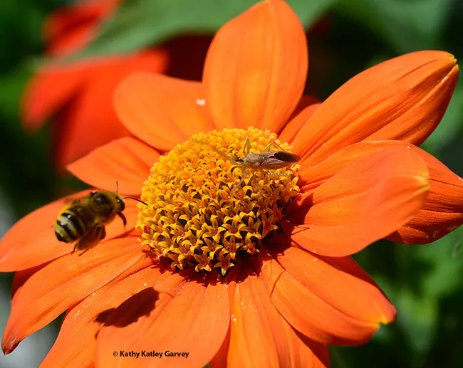 A longhorned bee arrives for some nectar while the assassin bug watches in apparent anticipation. (Photo by Kathy Keatley Garvey)