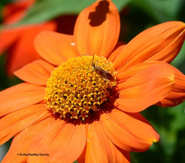 The longhorned bee leaves only its shadow behind. (Photo by Kathy Keatley Garvey)