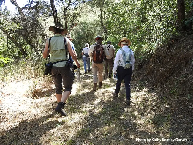And the tour of the California dogface butterfly habitat begins. (Photo by Kathy Keatley Garvey)