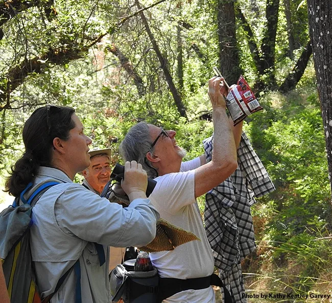 Tabatha Yang and Steve Heydon of the Bohart crew photograph California dogface butterflies. In back is Bohart associate Greg Kareofelas. "Males fly a beat, often coming down a canyon, then turning around and going back up again, and repeating," says UC Davis distinguished professor Art Shapiro. "Both sexes routinely fly 15-20 feet off the ground.(Photo by Kathy Keatley Garvey)