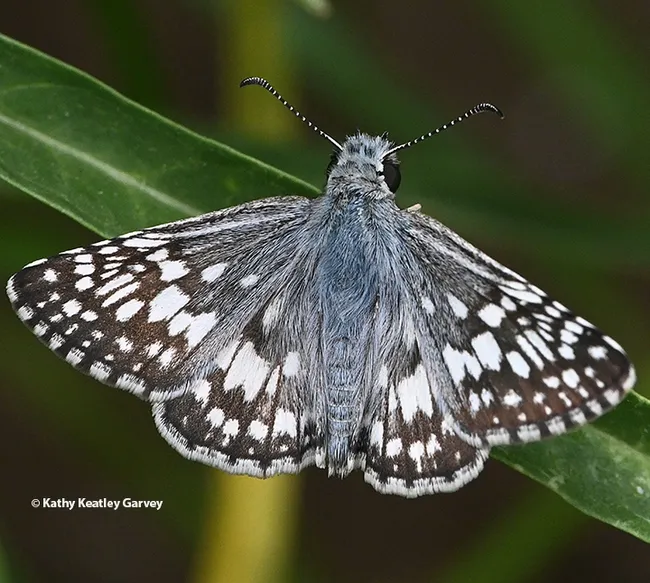 A common checkered skipper, Pyrgus communis, warming its flight muscles in Vacaville, Calif., on July 3, 2022. (Photo by Kathy Keatley Garvey)