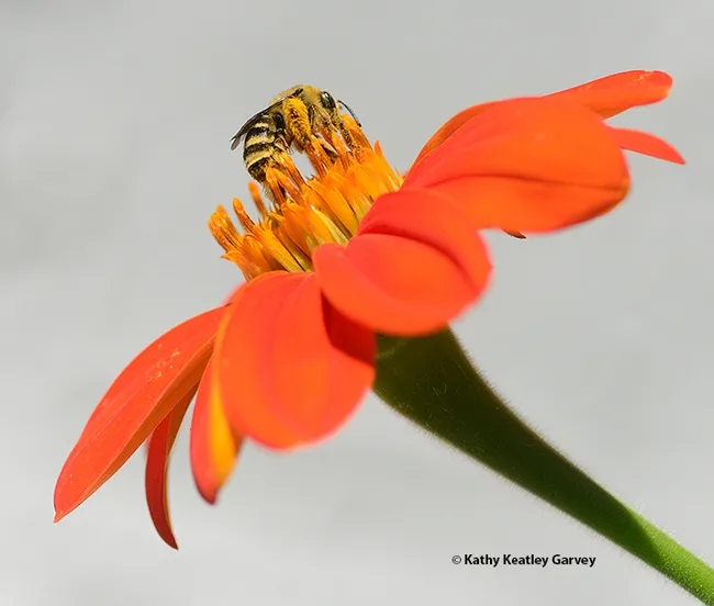 A female Melissodes agilis foraging on a Mexican sunflower, Tithonia rotundifola. (Photo by Kathy Keatley Garvey)