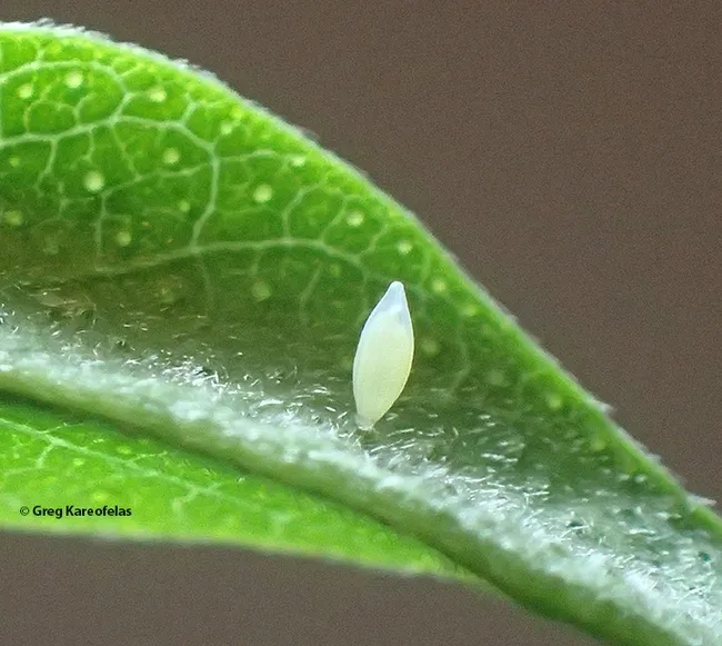 The egg of the California dogface butterfly, Zerene eurydice. (Photo by Greg Kareofelas)