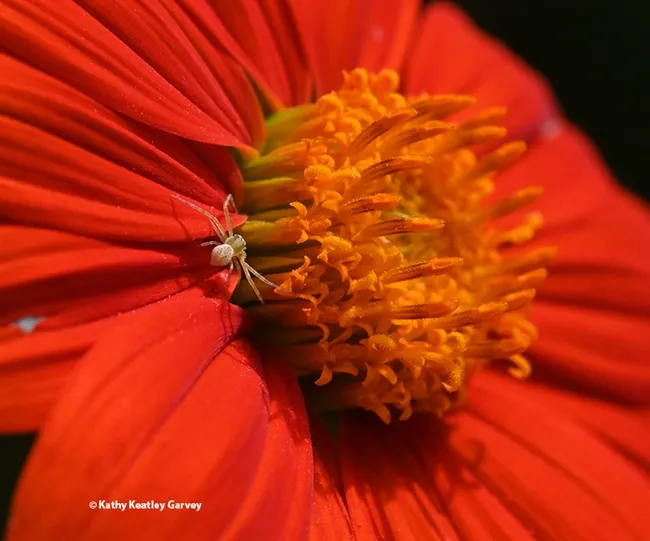 A crab spider on a Mexican sunflower is ready to ambush prey. (Photo by Kathy Keatley Garvey)