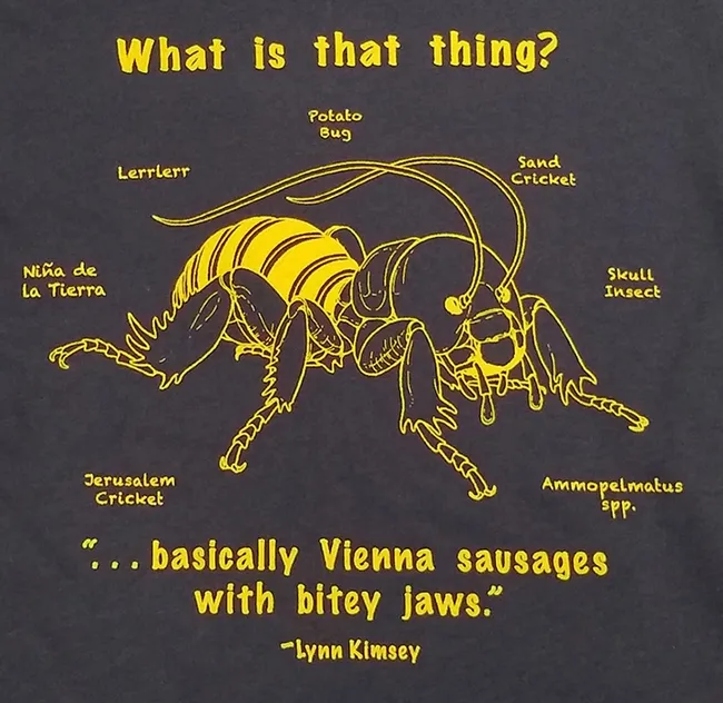 This is the Jerusalem cricket t-shirt by artist Allen Chew, a UC Davis student and Bohart volunteer, and designer Fran Keller, professor at Folsom Lake College. Keller, a Bohart Museum scientist, is a UC Davis doctoral alumnus.