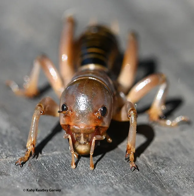 This Jerusalem cricket, aka potato bug, surfaced in April at the Doran Beach campground, Bodega Bay. (Photo by Kathy Keatley Garvey)