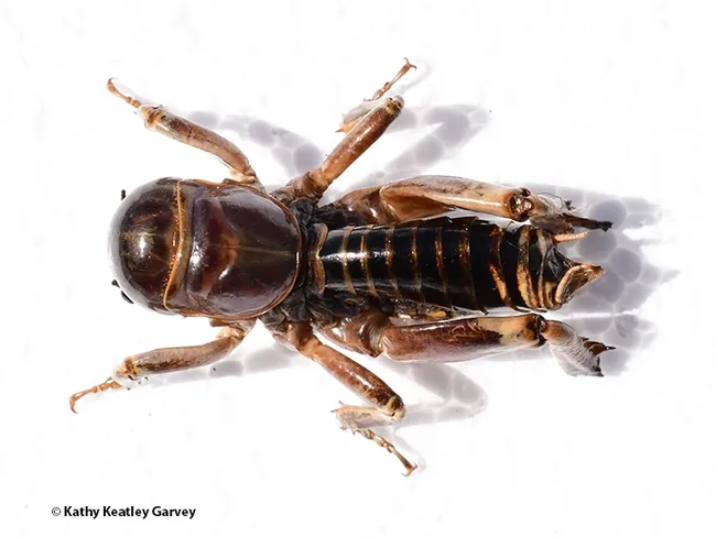 A dorsal view of the Jerusalem cricket, aka potato bug, spotted in April at the Doran Beach campground, Bodega Bay. (Photo by Kathy Keatley Garvey)