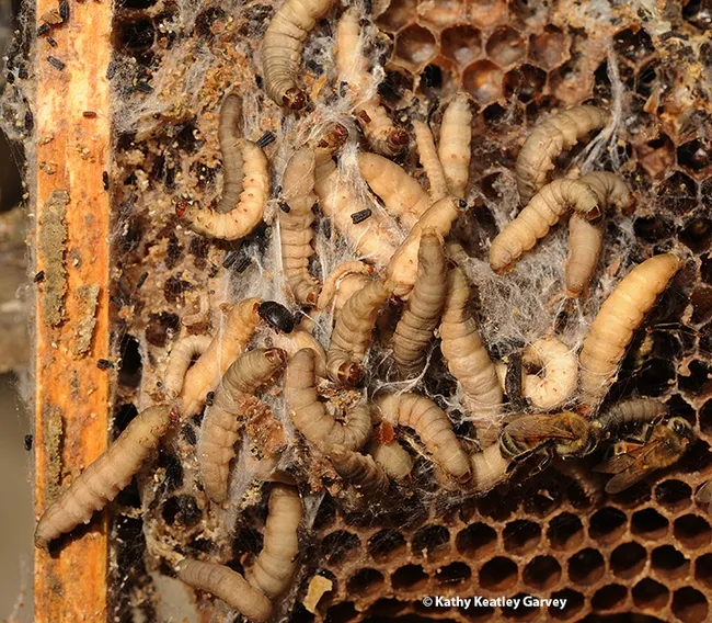 The larvae of the Greater Wax Moth (Galleria mellonella) inside a bee hive. The black dotes are small hive beetles. (Photo by Kathy Keatley Garvey)