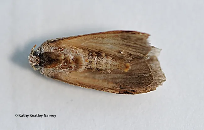 This is a Greater Wax Moth (Galleria mellonella), a night-flying moth that lays its eggs inside the cracks and crevices of a hive, inside and out. (Photo by Kathy Keatley Garvey)
