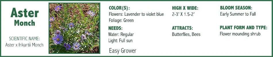 Aster Monch