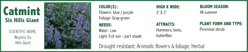Catmint