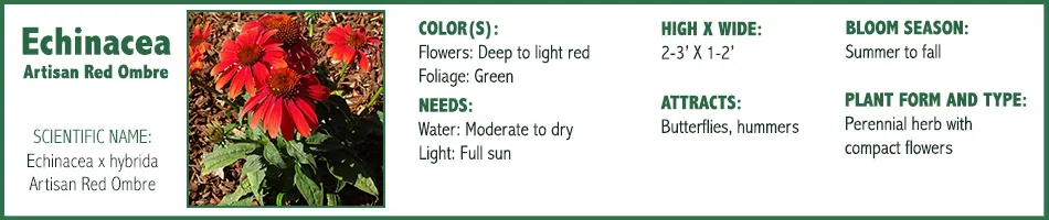Echinacea Artisan