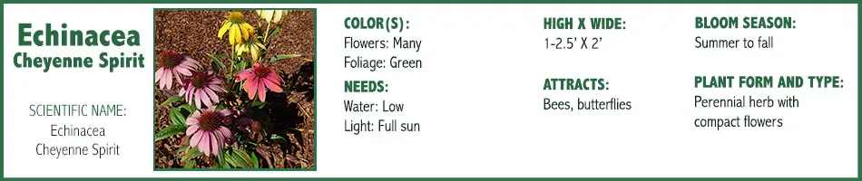 Echinacea Spirit