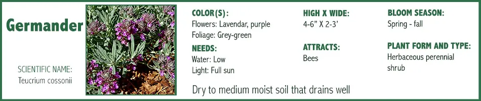 Germander