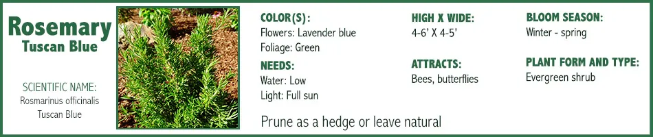 Rosemary