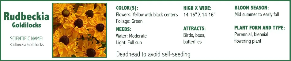 Rudbeckia