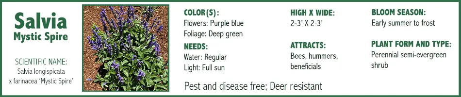 Salvia Mystic