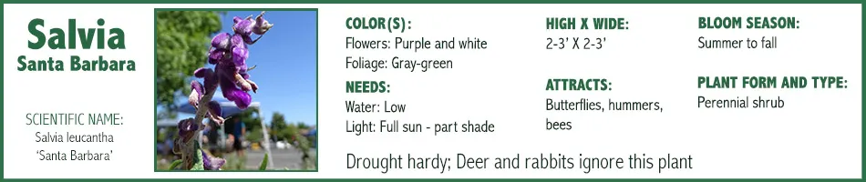 Salvia Sta Barbara