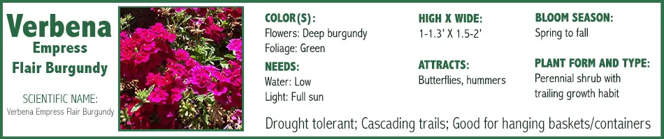 Verbena Emperess Flair Burgundy