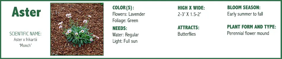 Aster Monch