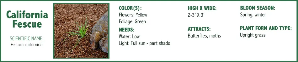 CA Fescue