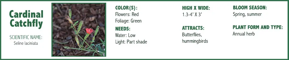 Cardinal Catchfly