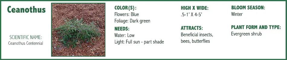 Ceanothus