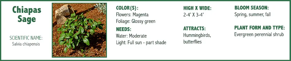 Chiapas Sage